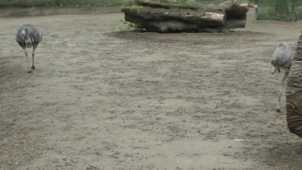 Страусы, гуляющие в зоопарке — стоковое видео