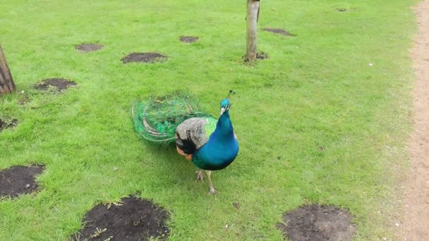 Yeşil çayır peacock — Stok video