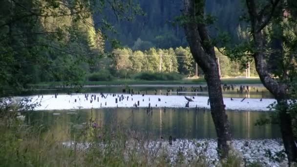 Skogen och sjön zooma ut — Stockvideo