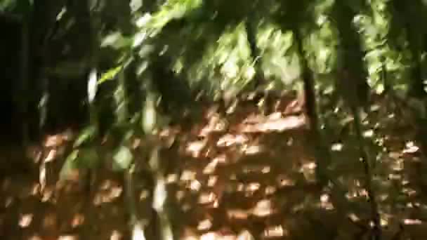 Poursuite de la forêt dans la journée ensoleillée 