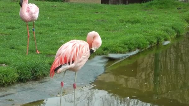 Flamants roses eau potable 