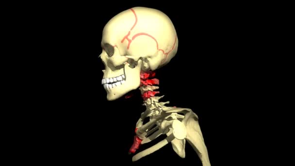 Menselijk hoofd draaien — Stockvideo