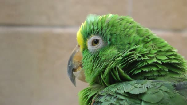 Colorful kakadu parrot — Stock Video