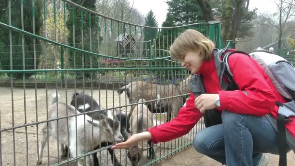 Jovem mulher alimentando cabras bebê — Vídeo de Stock