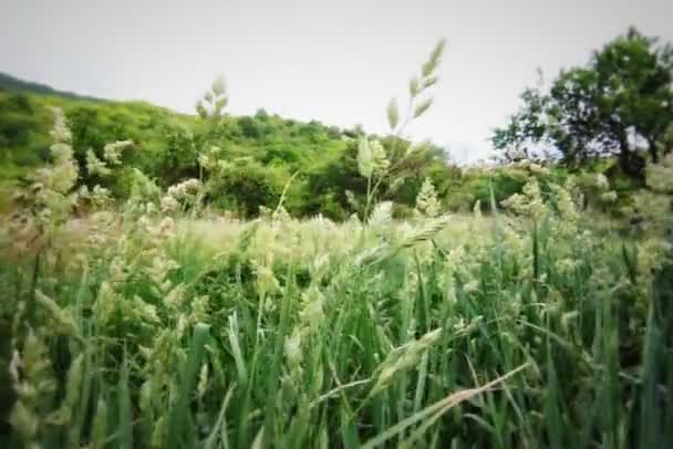 Campo de trigo verde — Vídeo de Stock