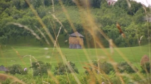 Зелений луг в сонячний день — стокове відео