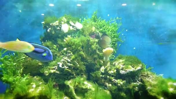 Poissons tropicaux dans l'aquarium — Video