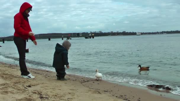母亲和小男孩喂鸭子 — 图库视频影像