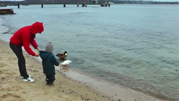 Mãe e menino alimentando os patos — Vídeo de Stock