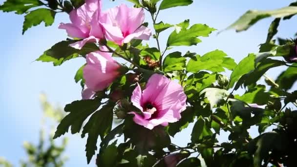 Bloemen tegen de blauwe lucht — Stockvideo