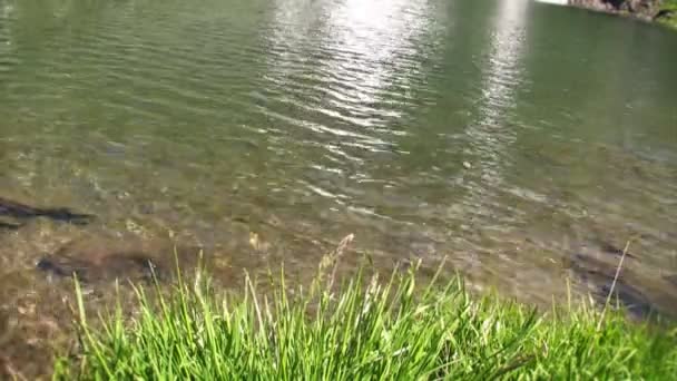 Açık göl ve çim — Stok video