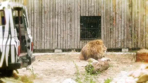 Lyon w pobliżu safari samochód — Wideo stockowe