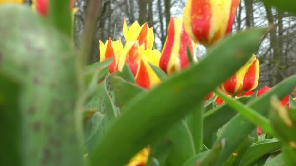 Tulipanes rojos y amarillos — Vídeo de stock