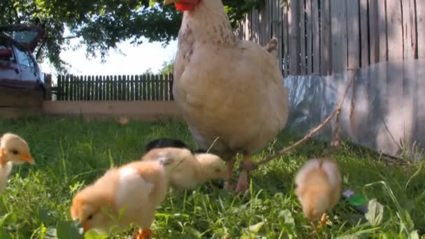 Baby chicks and chicken in grass — Stock Video
