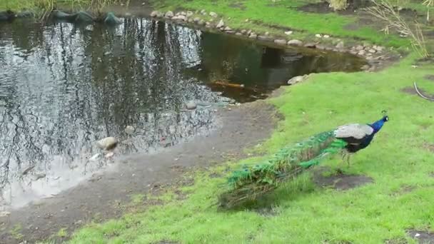 Peacock op groene weide — Stockvideo