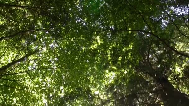 森林和太阳耀斑 — 图库视频影像
