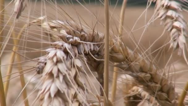 Zlatá pšenice v oboru — Stock video