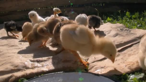 Chicks eating millet — Stock Video