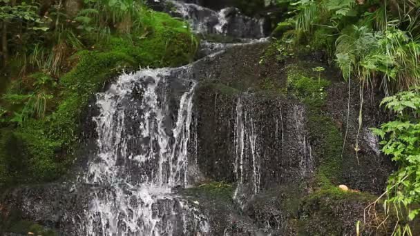 Cascada del río en el bosque — Vídeo de stock