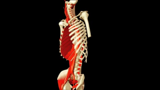 Animatie van de menselijke anatomie — Stockvideo