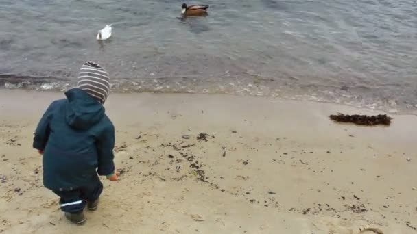 Pequeno menino alimentando patos — Vídeo de Stock