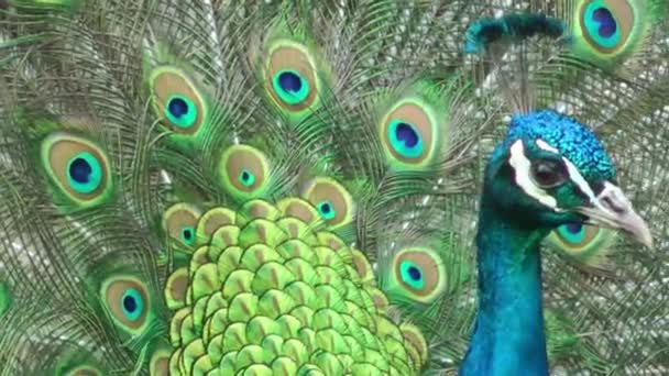 Beautiful peacock bird — Stock Video