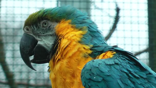 Попугай в клетке зоопарка — стоковое видео