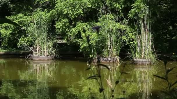 Lake in public garden — Stock Video