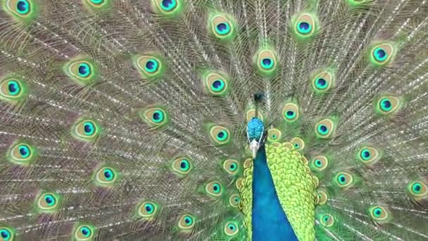 Pájaro pavo real con cola colorida — Vídeo de stock