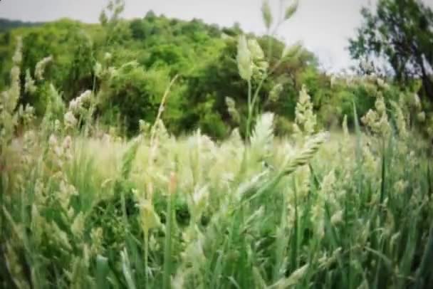 Campo de trigo verde — Vídeos de Stock