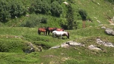 Çayır on otlatılması atlar