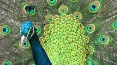 Güzel tavuskuşu dönüm