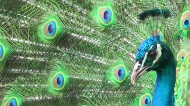 Renkli kuyruğunu tavus kuşu