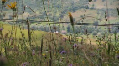 kır çiçekleri çayır üzerinde