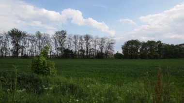 Güneşli bir günde yeşil manzara