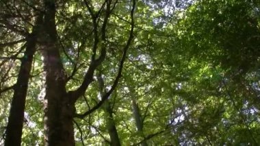 Orman ve güneş patlaması