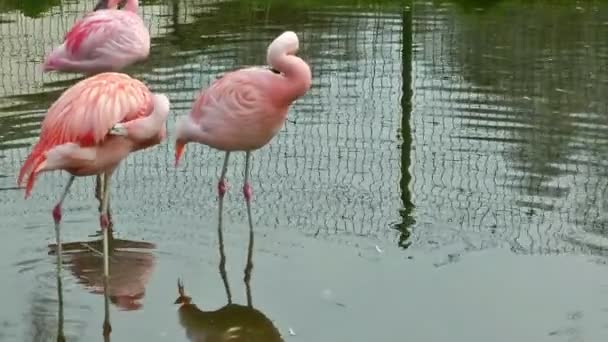 Pájaros flamencos agua potable — Vídeo de stock