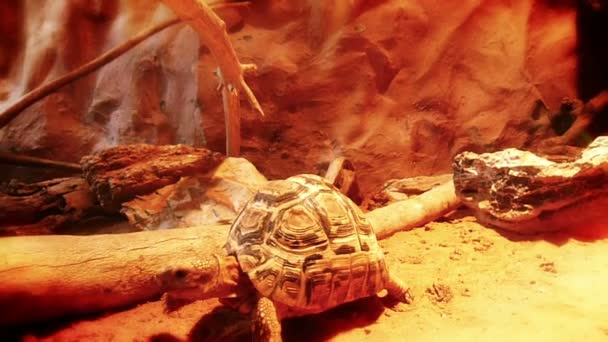 Tortue marchant dans l'aquarium — Video