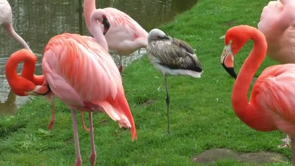 Oiseaux flamants sur herbe 