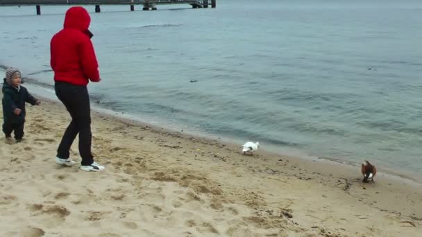 Madre e hijo en la playa alimentando patos — Vídeos de Stock