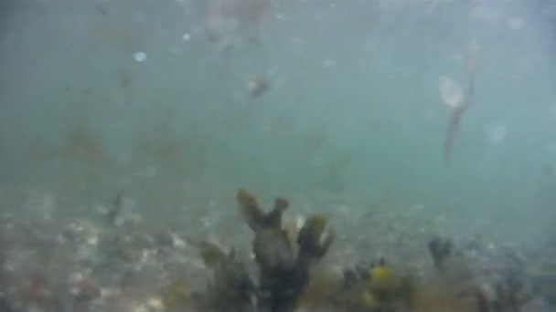 Vue sous-marine du fond de l'océan 