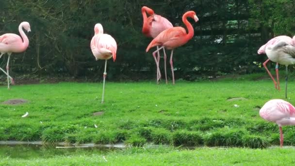 Flamingo fåglar på gräs — Stockvideo