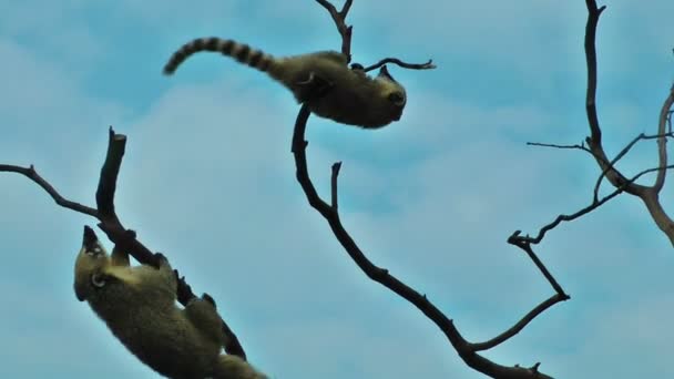 Lemurs jugando en el árbol — Vídeos de Stock