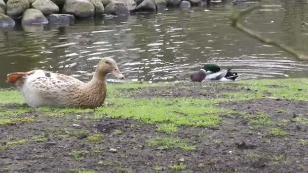 Domestic ducks near lake — Stock Video
