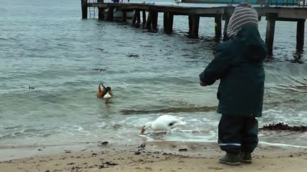 Niño en la playa alimentando patos — Vídeos de Stock