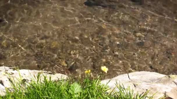 Bloemen nette helder water — Stockvideo