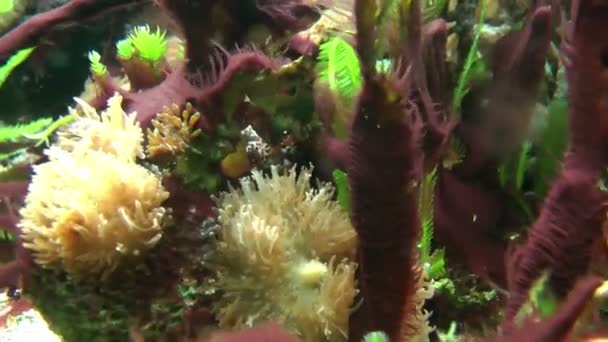 Bitki örtüsü sığ derinlik-in tarla — Stok video