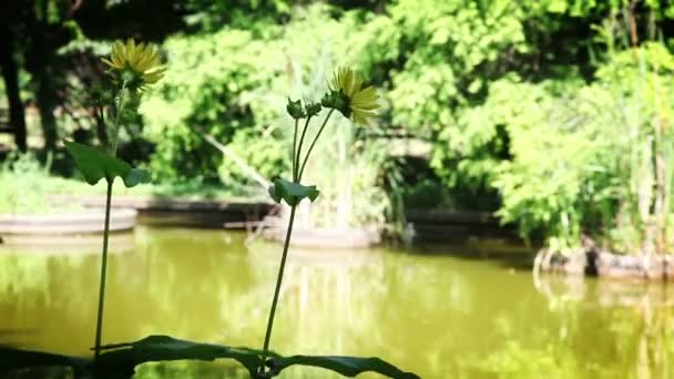 Gula blommor nära lake — Stockvideo