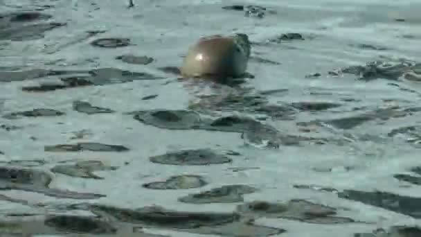 Phoques nageant à la surface de l'eau — Video