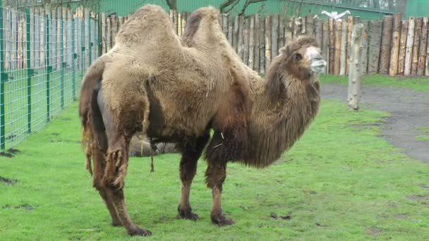 骆驼和她的孩子在动物园 — 图库视频影像